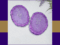 Birthstone Botanicals Feb Edition_6. Kirnix 5 grid