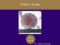 FIREWORK BLOOM10. kirnix product sizing