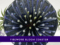 FIREWORK BLOOM3. Kirnix Listing with banner