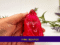 3. Kirnix Listing with banner