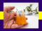 5. Kirnix Listing (3)